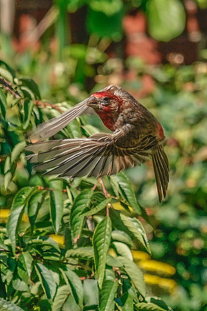 BACKYARD BIRDS-21