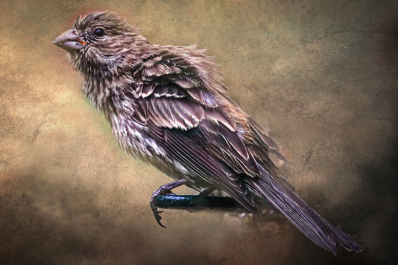 BACKYARD BIRDS-22