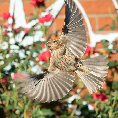 BACKYARD BIRDS-23