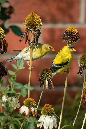BACKYARD BIRDS-24