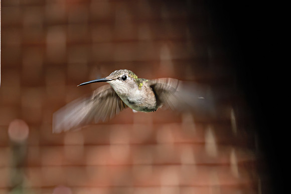 BACKYARD BIRDS-25