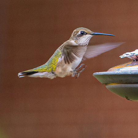 BACKYARD BIRDS-26
