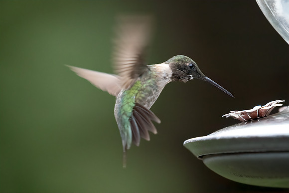 BACKYARD BIRDS-27