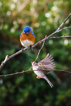 BACKYARD BIRDS-29