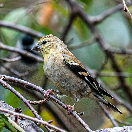 BIRDS-3-2