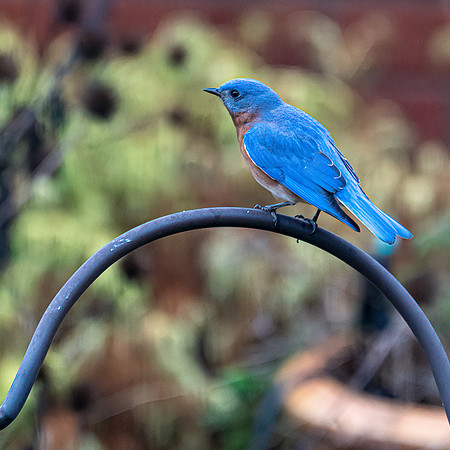 BIRDS-4-2