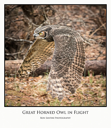 Great Horned Owl-1