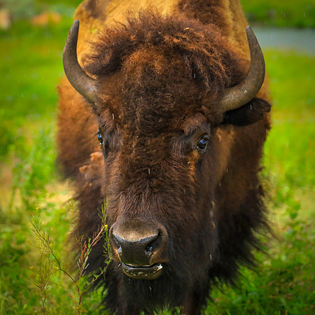 CUSTER-6