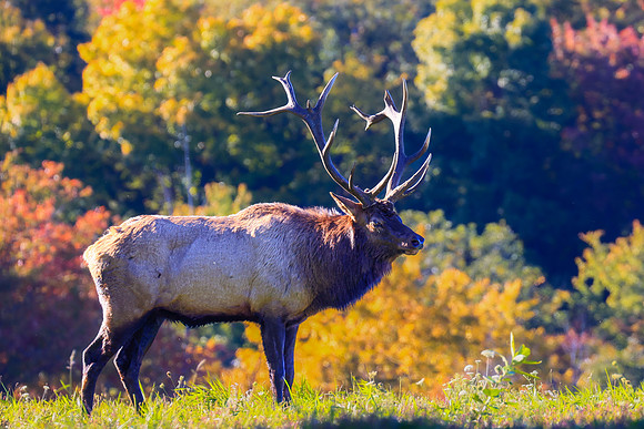 PA ELK-2