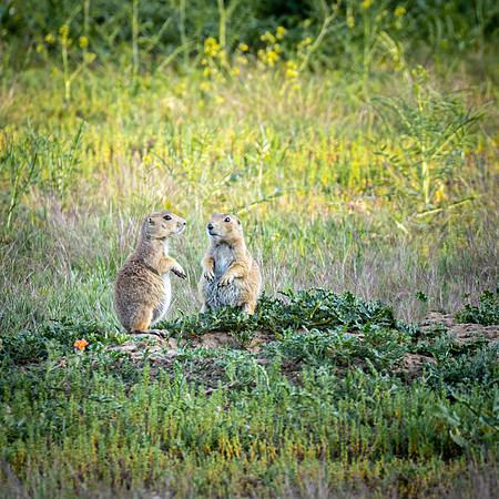 PRAIRIE DOGS-66-art-scale-2_00x-gigapixel