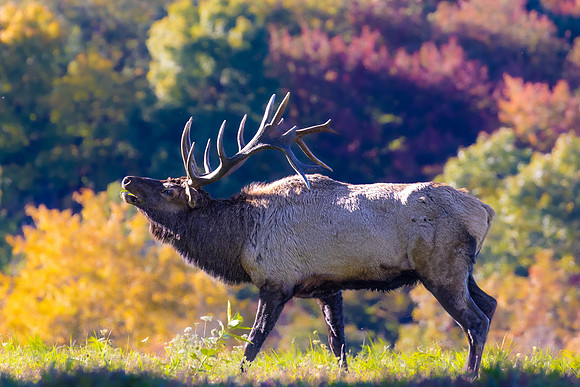 PA ELK-4