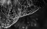 WEBS-6