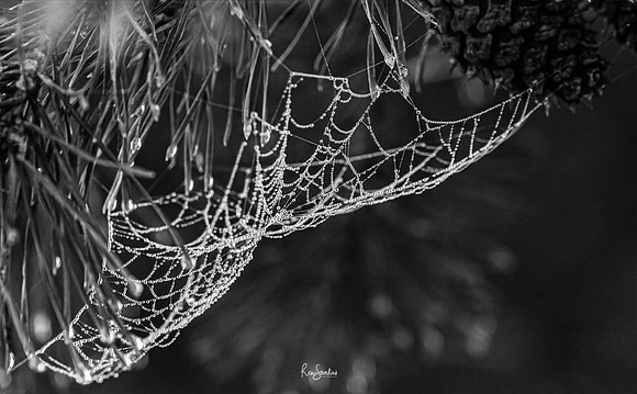 WEBS-6