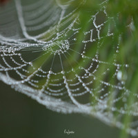 Natures Webs