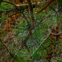 WEBS-8