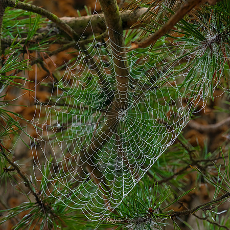 WEBS-8