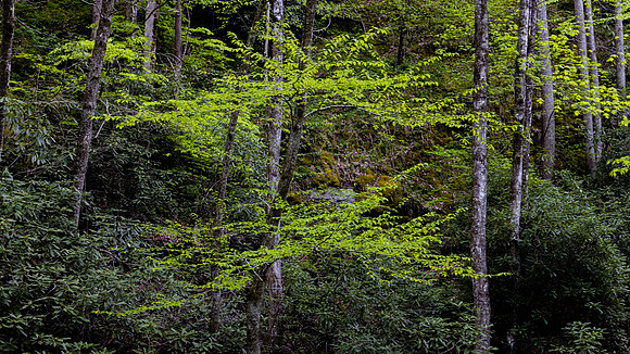 GSMNP (7 of 12)
