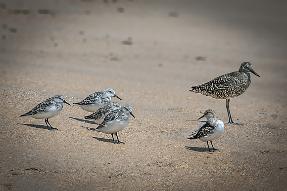 DR_JENN (4 of 8)_BIRDS ON BEACH