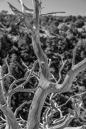 GRAND CANYON-10