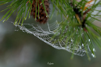 WEBS-3