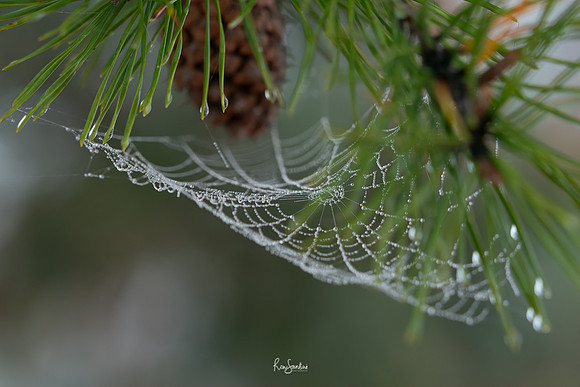 WEBS-3