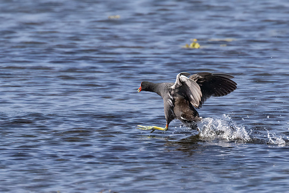 FLORIDA BIRDS-42
