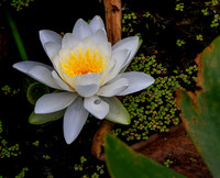 CUYHOGA NP (21)