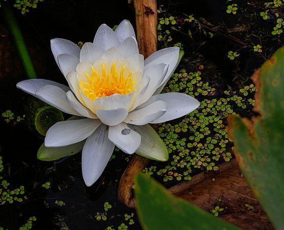 CUYHOGA NP (21)
