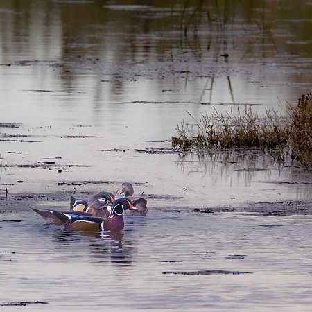 WILDLIFE-2