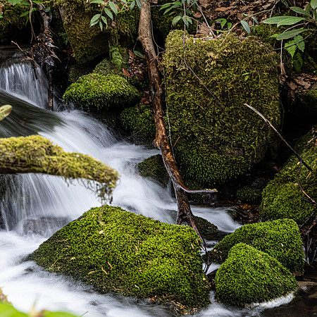 GSMNP (3 of 12)