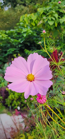 CORNELL BOTANICAL GARDEN-10