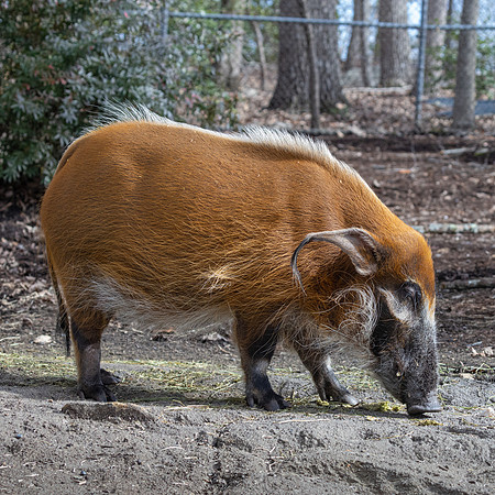 North Carolina Zoo-1
