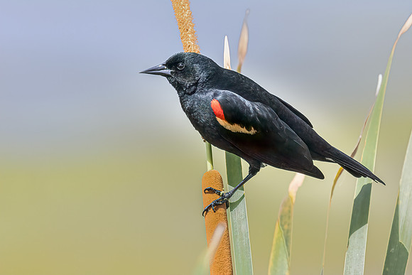 Red Winged Blackbird