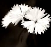 CONTRAST IN PHOTOGRAPHY(2)