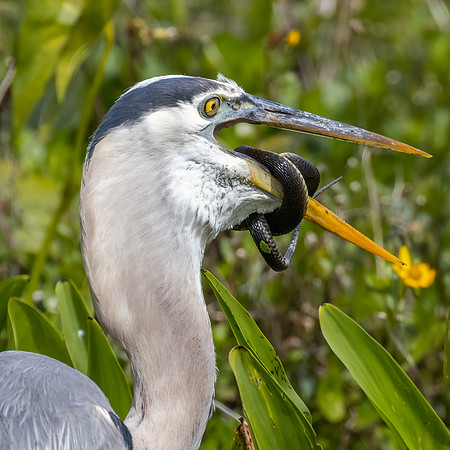Heron's meal