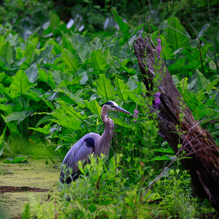 CUYHOGA NP (29)