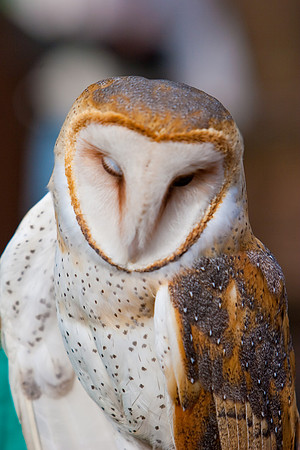RAPTOR CENTER-2