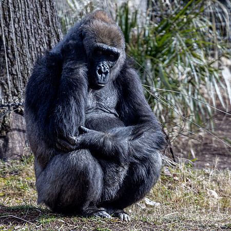 North Carolina Zoo-12