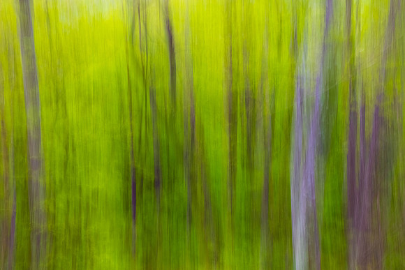GSMNP (15 of 12)