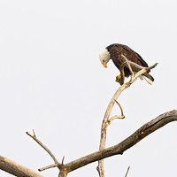 WILDLIFE-3