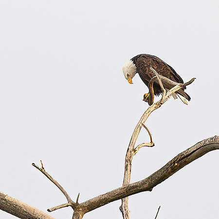 WILDLIFE-3