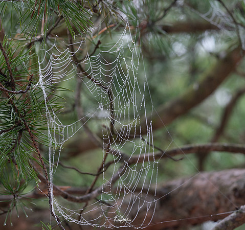 WEBS-1