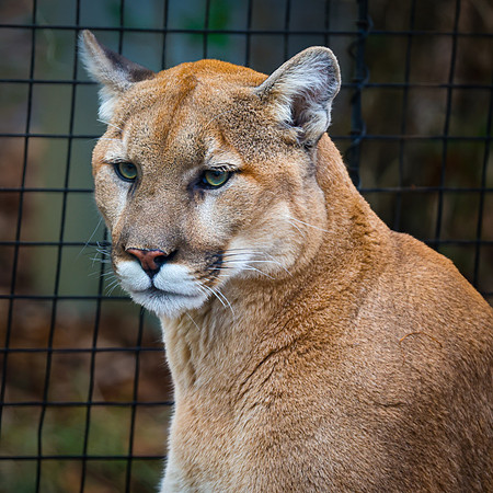North Carolina Zoo-15