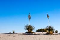 WHITE SANDS NP-4