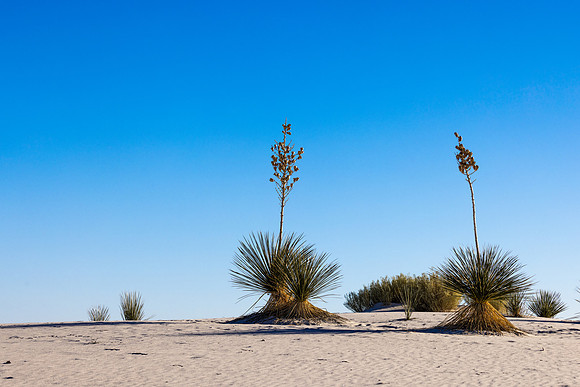 WHITE SANDS NP-4