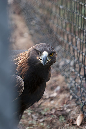 RAPTOR CENTER-5