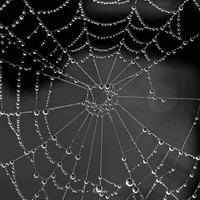 WEBS-4