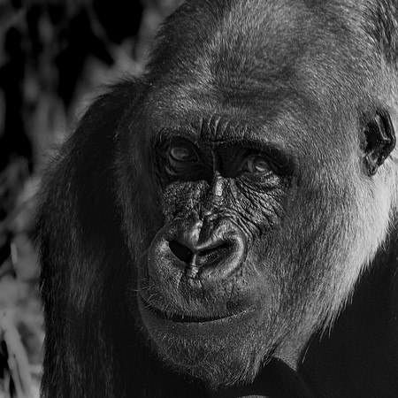 Gorilla in Black & White