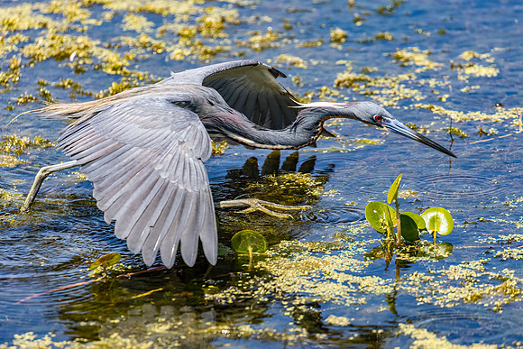Heron Stalking Prey