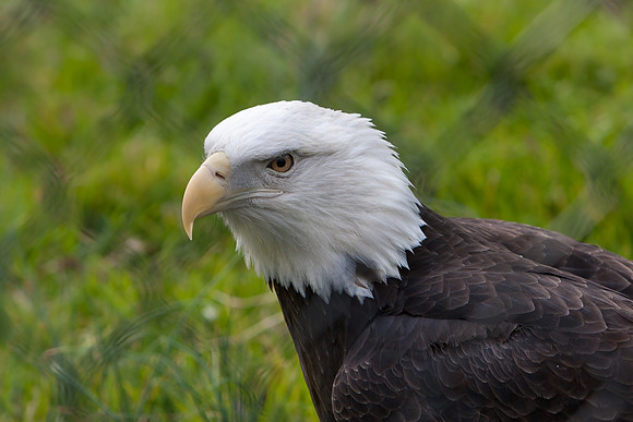 RAPTOR CENTER-6
